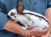 Purebred baby English rabbits - ready in two weeks!
