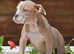 EXCEPTIONAL RATED - 5 STAR LICENSED REGISTERED BREEDER, Old tyme bulldog, Olde English bulldog, bulldog,