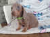 Cute little mini dachshund puppies for sale