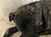 Re-homing: Bull/Grey x Mali puppy (6 mths old)