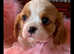 5* LICENSED READY CKCS BLENHEIM LITTER EXTENSIVELY HEALTH TESTED NEW PRICE