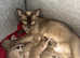 TICA Registered Pedigree Burmese Kittens ready beg July
