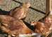 Day-old chicks & 4 week year old available! For sale