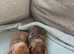 Miniature dachshund for sale