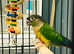 Beautiful Baby Conure Talking parrot