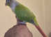 Canarie Parrot