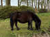 Standard Shetland Mare