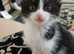 I have 4 lovely  kittens  very quite and clean