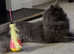 Maincoon Gccf active female