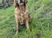 Golden Irish Boy available