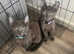 Russian blue