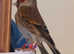 Goldfinch mule