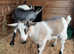 Pygmy goat pets for sale £150 - Robertsbridge