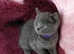 BEAUTIFUL GENTLE NATURED RUSSIAN BLUE KITTENS