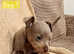 Pure blood Russian Toy puppies smooth and long haired for sale