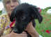 Larry 5 month old boy, beautiful black soft coat, stunning looking lad