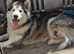 We have gorgeous female malamute  bi eyed sable for sale