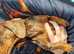 Kc reg pra clear miniature dachshund