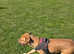 5 year old female dogue de bordeaux