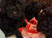 TOY CAVAPOO PUPPIES last 2