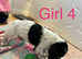 Beautiful working cocker spaniel puppies ready to fo