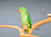 Baby Alexanderine Talking Parrot,18