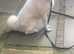 Japanese Akita Inu