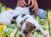 Jack russell puppies