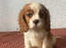 Pedigree cavalier puppies
