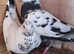Coloured racers pigeons for sale