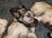 5 month old Skye Terrier dog puppy
