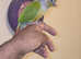 Canarie Parrot