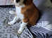 King Charles Cavalier