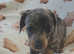 Beautiful blue dapple dachund little girl