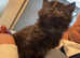 GORGEOUS MALE NORWEGIAN FOREST KITTEN