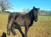 3 years old Fell gelding
