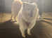 FEMALE Japanese spitz