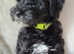 TIBETAN X POODLE GIRLS READY NOW