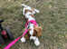 Cavalier king charles