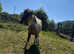 Zack cob / welsh d appaloosa