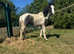 Ted cob/ appaloosa