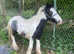 Dave the cob  9 months old
