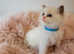 Fully GCCF Certified Pedigree Ragdoll kittens Blue Point & White Bicolour championship showing status