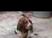 Basset hound male