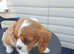 2 beautiful king Charles cavaliars