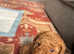 Red tiny Toy Poodle