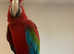 Baby Handreared Super Tame Greenwing Macaw Parrot, 5