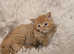 Stunning Maincoon baby's available now