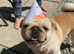 French bulldog cross pug ready now