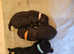 2 LEFT Gorgeous Toy Poodle pups